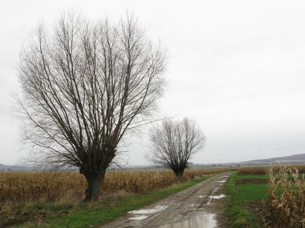Są iwy rosochate a na zagonach koński ząb, kukurydza i polna droga i pejzaż  i kolory - słowem: wszystko jest!  No ale też w starych, dziuplastych wierzbach na