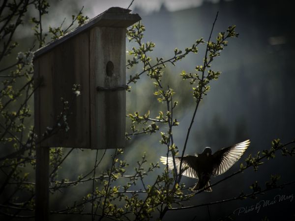 Grevanti w Białce Tatrzańskiej oprócz miłego klimatu, ma doskonały punkt widokowy nie tylko na góry, ale również jest dobrym miejscem ornitologicznym do obserwa