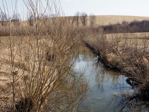 rzeka Pielnica - tu stanowi granicę między wsiami, wody czyste, dużo krzaków w linii brzegowej a warunki te sprzyjają gniazdowaniu ptactwa, bytowania wielu gatu