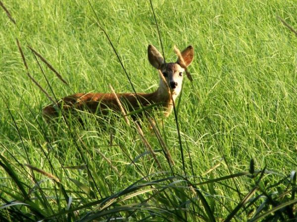 Mieszkańcy lasów w okilicy.