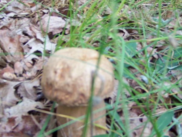 24-06-2011 pierwsze borowiki w tym roku na terenie ośrodka wczasowego