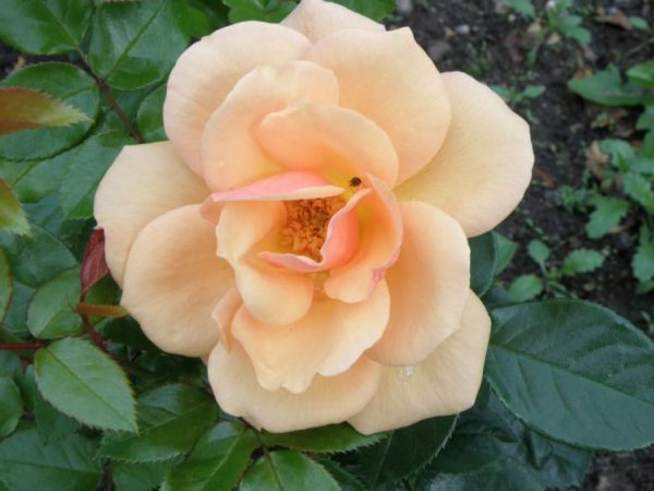 Rosną w Parku[Bytom]