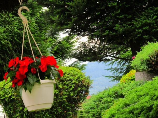 zdjecie Pietrzykowice