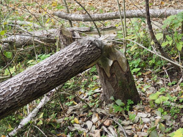 on tu władca i wyroków wykonawca - z nikim nie konsultuje, jego zawsze górą ! warte zauważenia : nie interesują go jako ewentualne obiekty do powalenia drzewa i