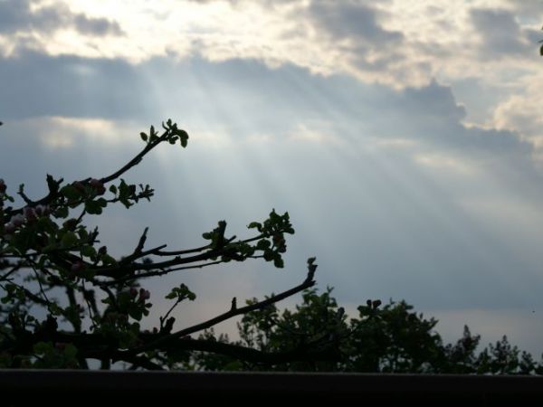 zdjecie Niedźwiedź