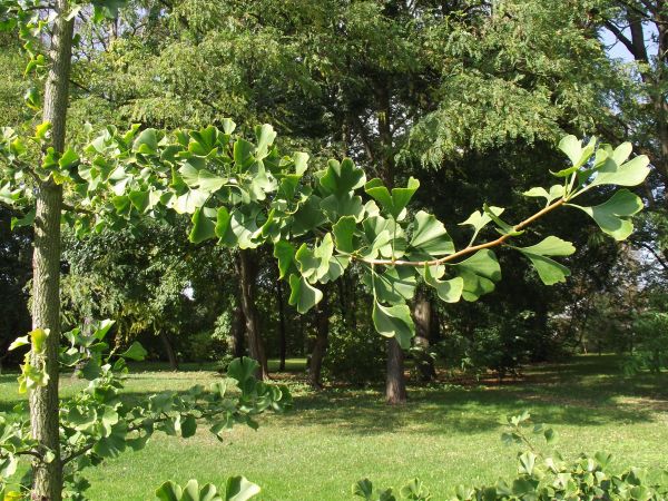 w parku - na "Chmurówkach" : miłorząb japoński. Przy temacie : gdzie jeszcze miłorząb ? - otóż zapraszam do galerii m. Iwonicz - Zdrój a tam przy drodze do obie