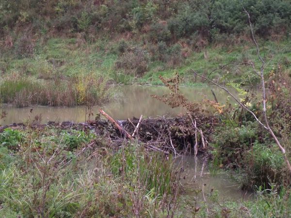 bobry rozprzestrzeniły się i zadomowiły w tych stronach na dobre. Zamieszkują one niewielkie rozlewiska powstałe po spiętrzeniu wody tamami na śródleśnych strum