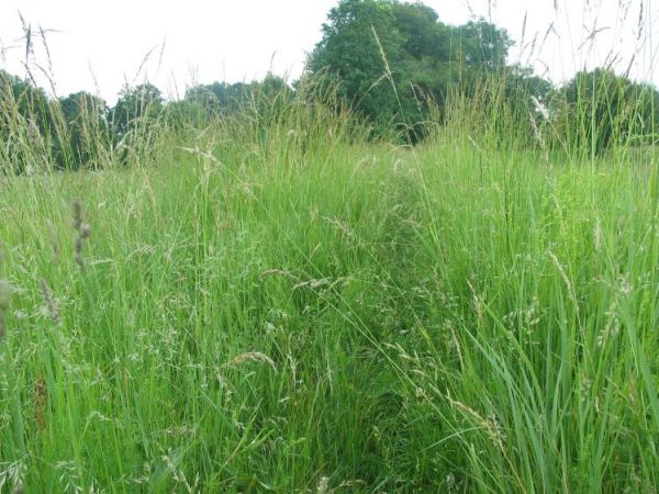 Laki nadodrzanskie w Chonieni