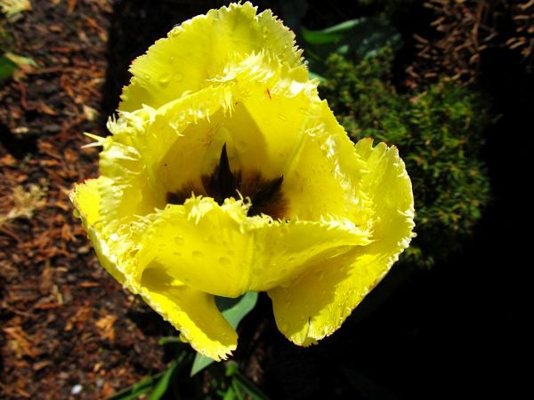 zdjecie Pietrzykowice