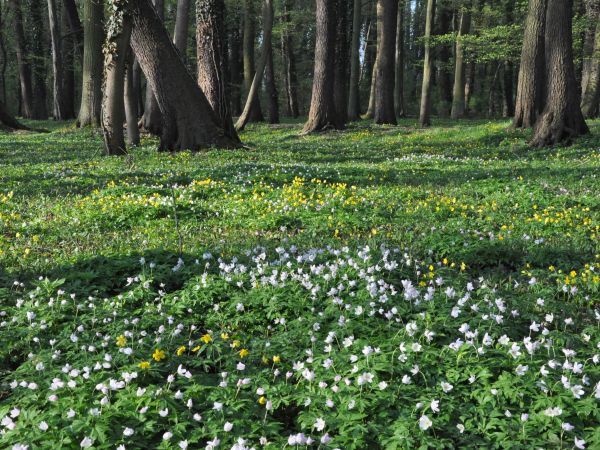 Wolsztyn, Park Miejski kwitnące zawilce.