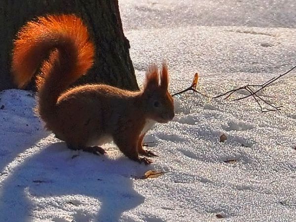 Busko-Zdrój, wiewiórka w  parku uzdrowiskowym.