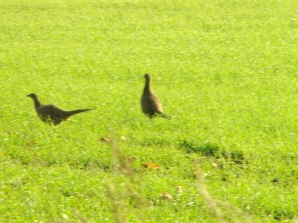 dwa bażanty lub bażancice wyglądają trochę  jak dinozaury malutkie