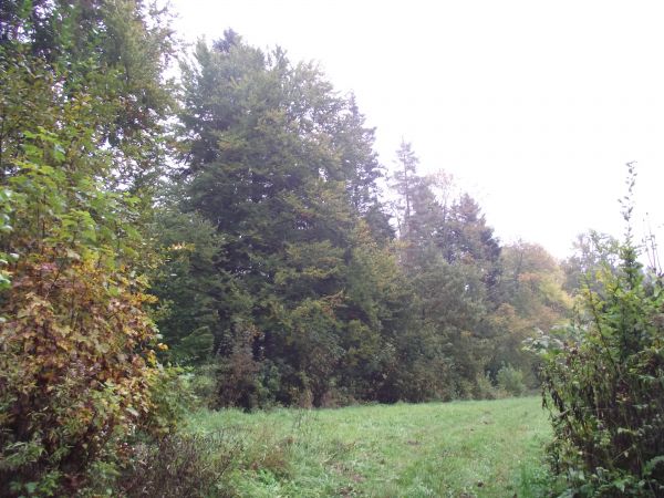 halizna - powierzchnia leśna pozbawiona drzew, leżąca dłuższy czas odłogiem.