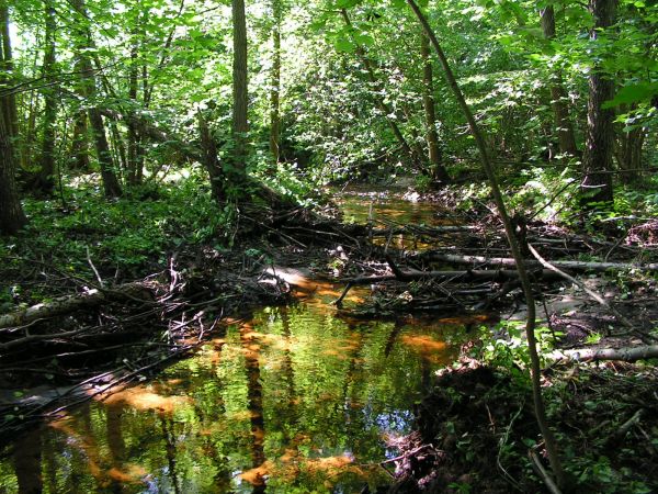 zdjecie Wola Uhruska