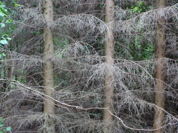 Tak jest tylko w rezerwacie