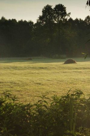 Łąki W Sępochowie od strony Borkowa