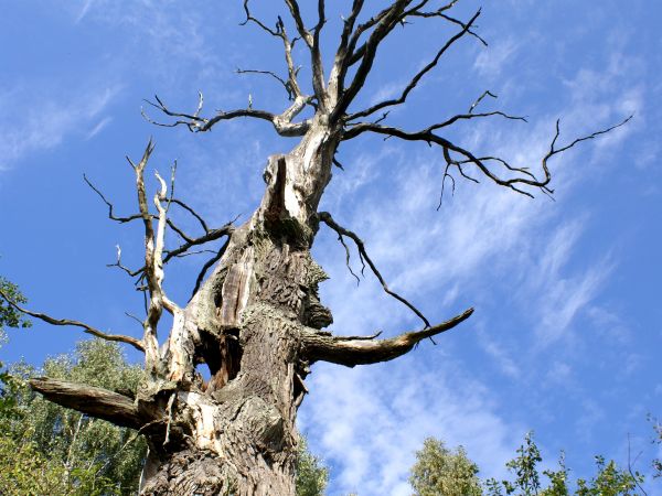 Stary dąb " Bartek"