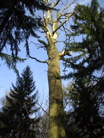 zdjecie Białowieża