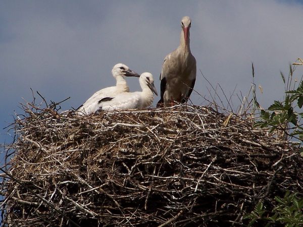 Bociania mama z dziećmi