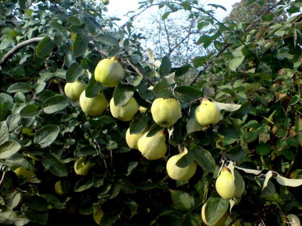 zdjecie Polubicze Wiejskie Pierwsze