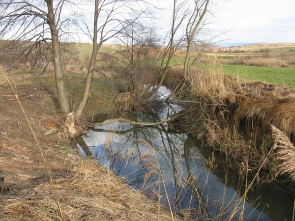 bóbr jest uzależniony od dwóch elementów środowiska: wody oraz drzew,  koniecznie liściastych, zapewniających pokarm zimowy. Zasiedla różnego rodzaju zbiorniki