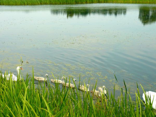 zdjecie Wola Wężykowa