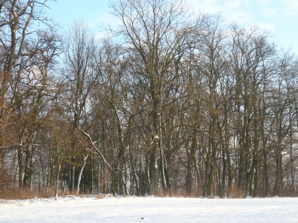 Drzewa wokół dawnego dworu dziedziczki Rogowskiej.