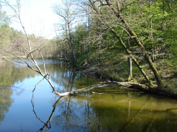 Gaj-Grzmięca. Na trasie ścieżki dydaktycznej.