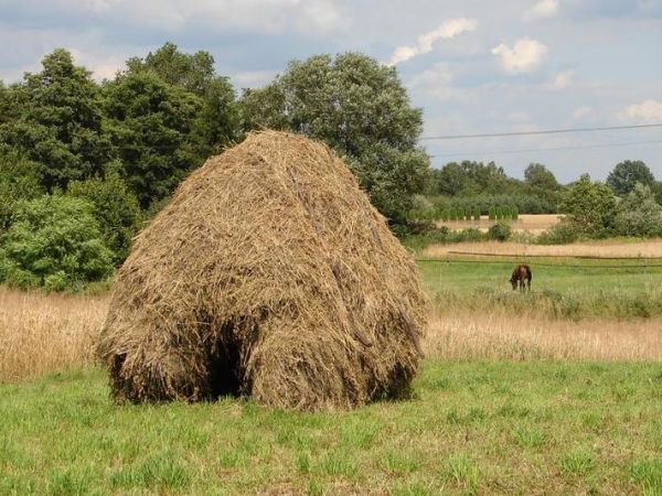 Tak się suszy siano.
