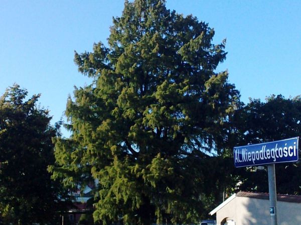 Ciekawostka dendrologiczna