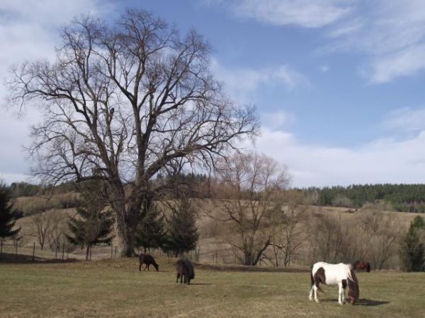 w majętnościach ziemskich Gospodarstwa Agroturystycznego "U Flika" są też pastwiska i wybiegi dla koni - będą służyć gościom w turystyce konnej - a jak zima pra