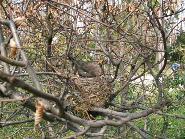Jak tu podzielić jednego robaka na taką gromadkę dzieci?