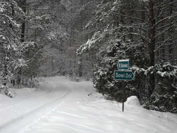 Rozwidlenie w lesie w Młyńsku