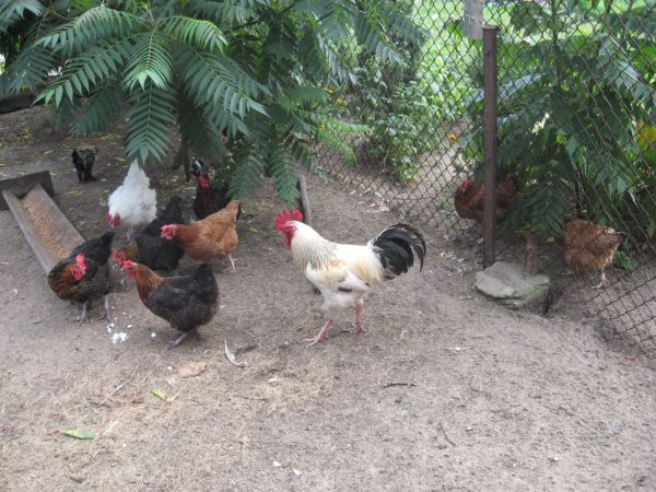 Kurki z Maryjańskiego Porzecza właścicielka była mieszkanka Gusina