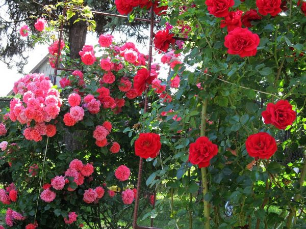 zdjecie Pietrzykowice