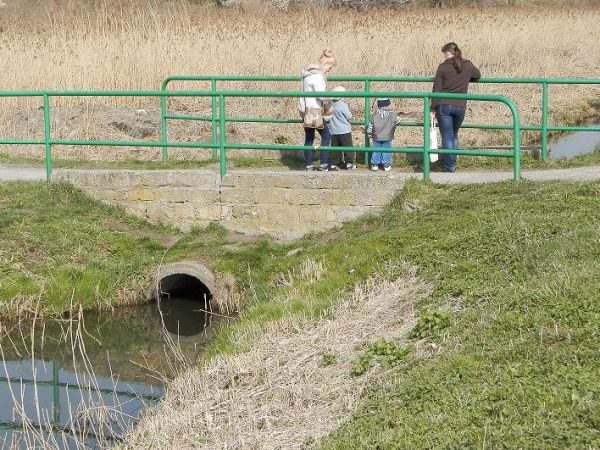 Zielony mosteczek ugina się . Jedyny strumień przepływający przez Kostrzyn !
