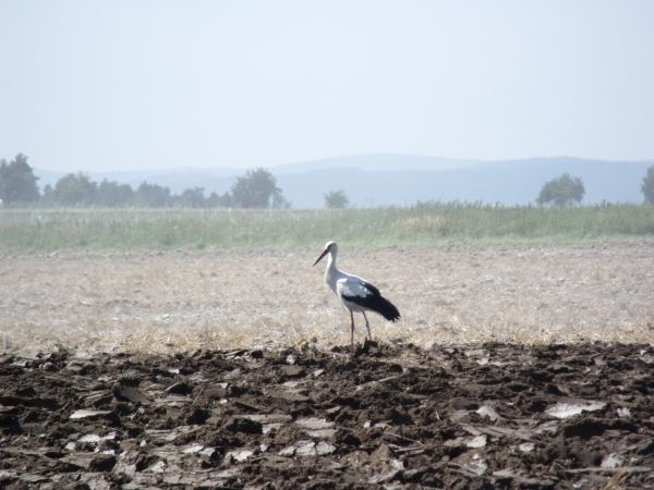 Pan Bocian odwiedził Kwiatoniów