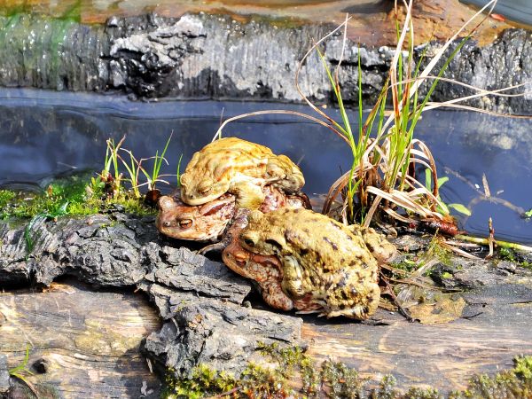 zdjecie Wodzisław Śląski