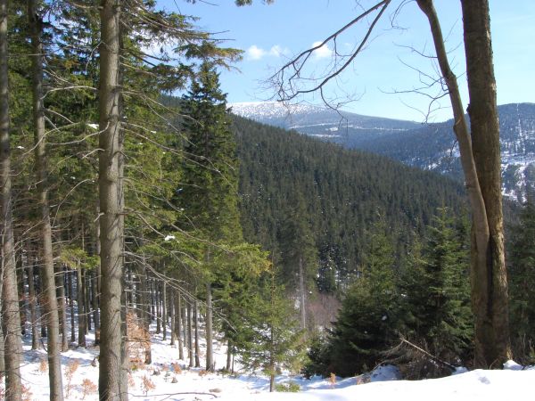 W drodze powrotnej ze Schroniska pod Śnieżnikiem