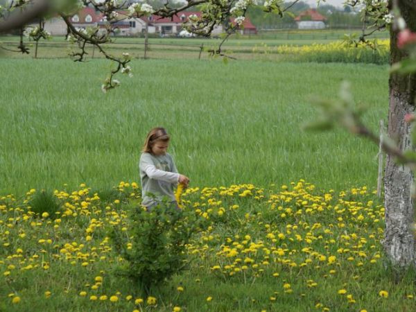 zdjecie Niedźwiedź