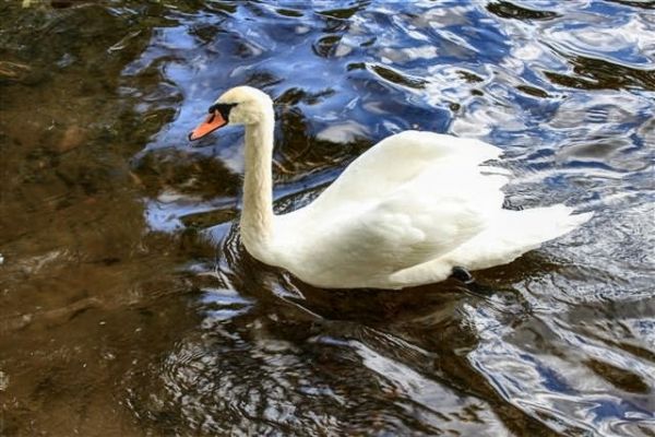 Łabądź / j. Trzesiecko