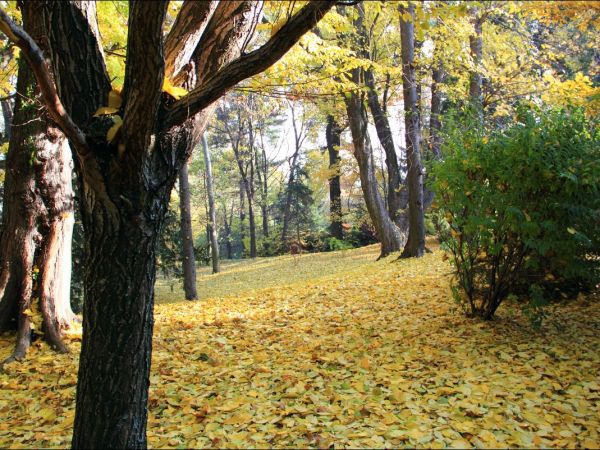 Klasztor i park  ss. Niepokalanek na Głębokiej.