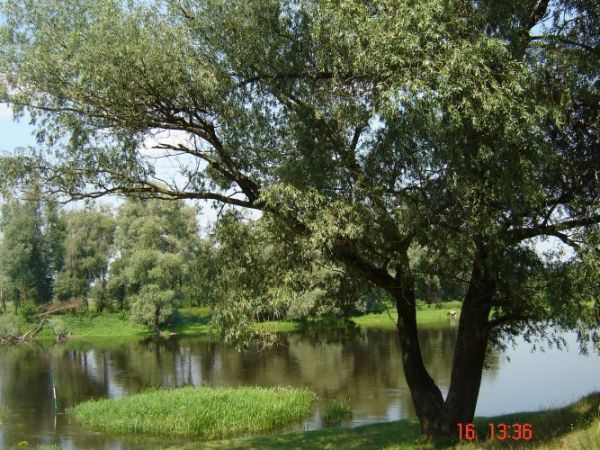 Chwila relaksu pod drzewkiem w Rybakach