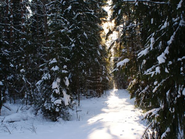 Wierzchlesie - Puszcza Knyszyńska