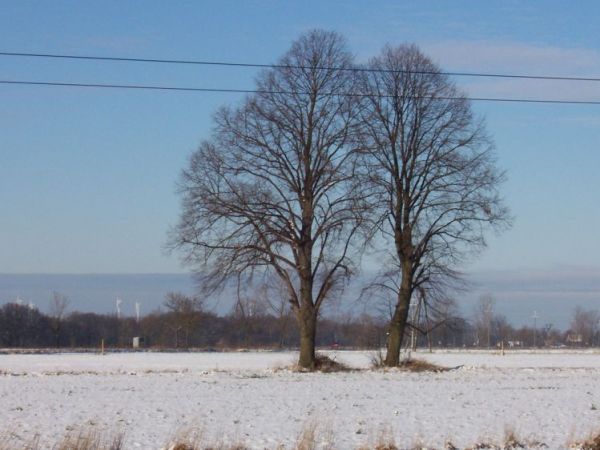 Lipy "bliźniaczki" zimą są smutne.