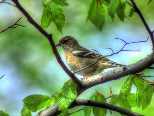 zdjecie Wodzisław Śląski