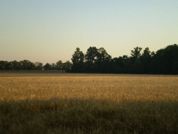 Widok po byłym sadzie i parku