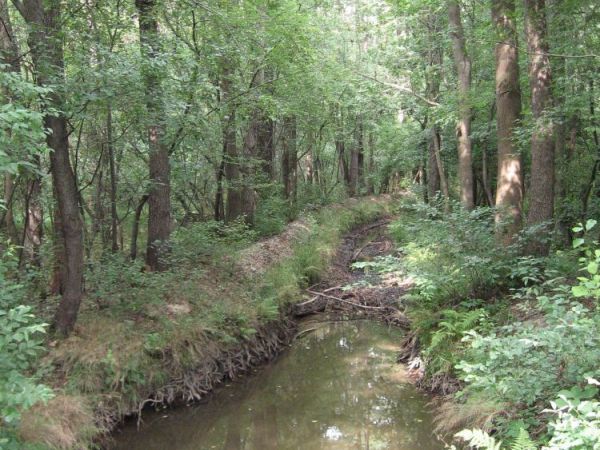 zdjecie Wierzchosławice