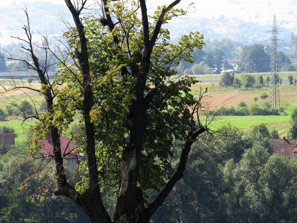 zdjecie Pietrzykowice