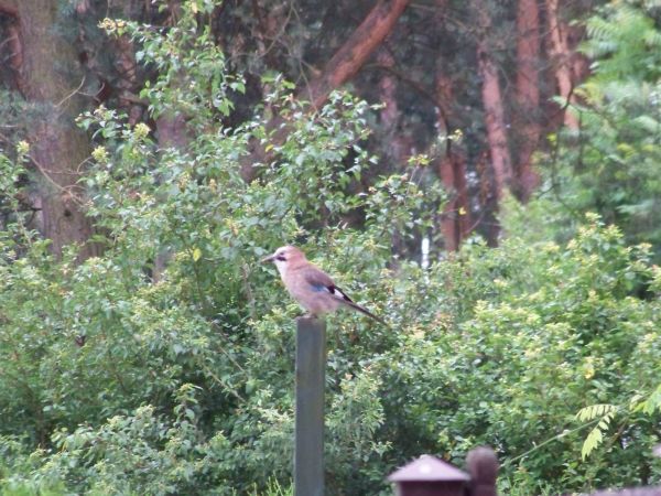Sujka na słupie obserwacyjnym wypatruje obiadku.